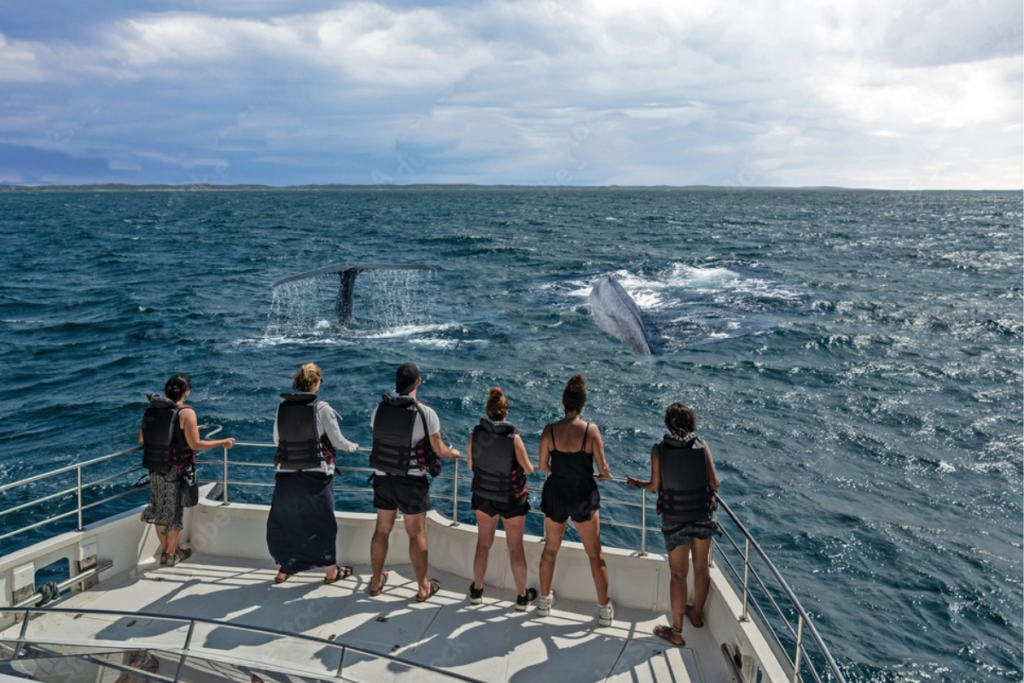 Turismo de Aventura: Observação de Baleias Jubarte