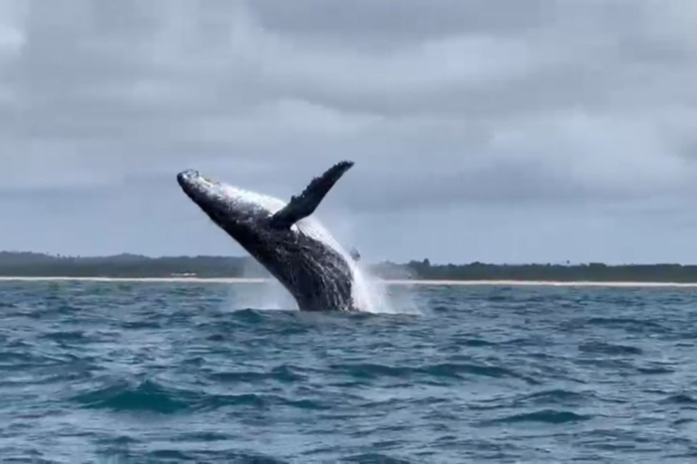 Salto de uma baleia Jubarte, em alto mar. observacao-de-baleias-jubarte-turismo-de-aventura